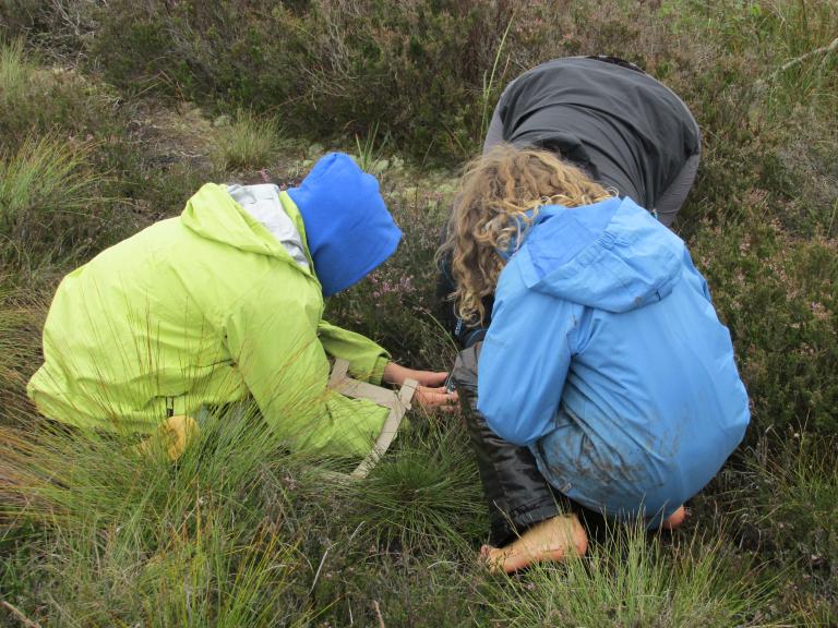 On the bog at Glasson Moss