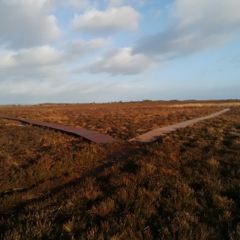Boardwalk routes diverging