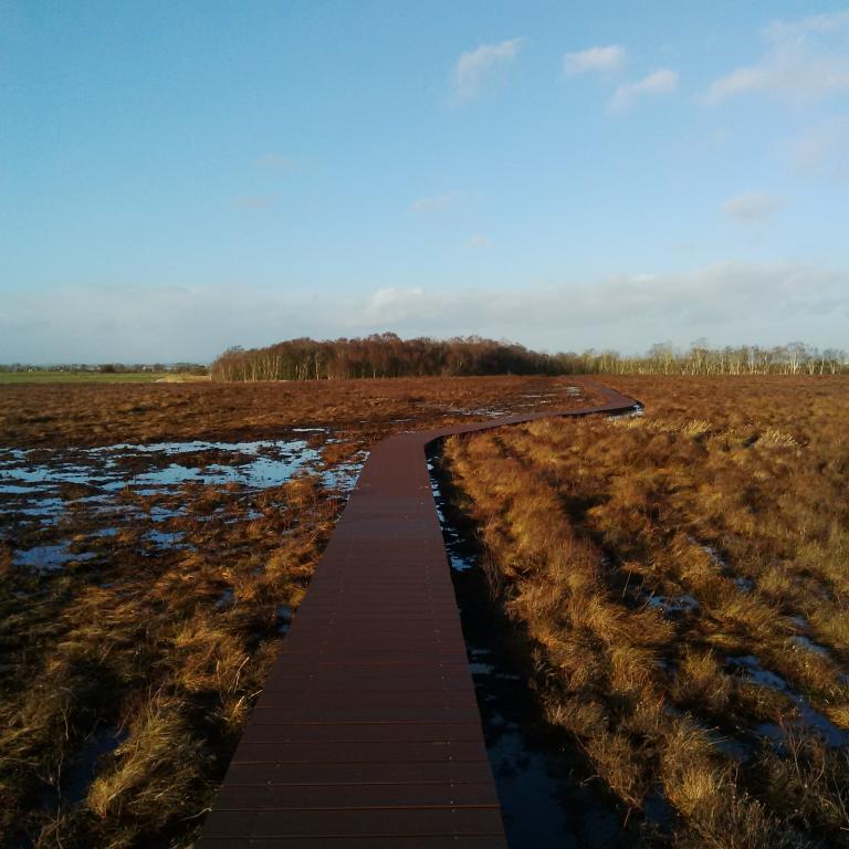 New Boardwalk heads for trees