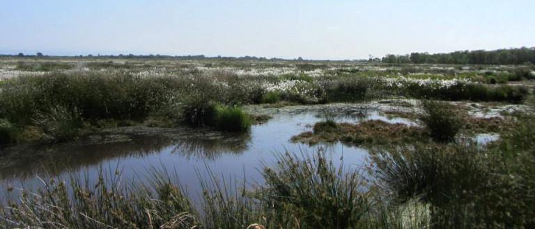 Lowland raised mire
