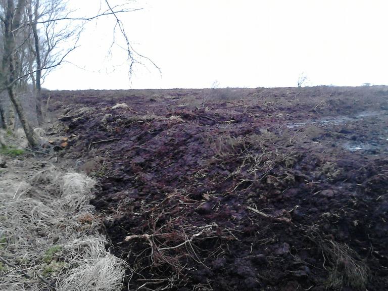 Restored bog