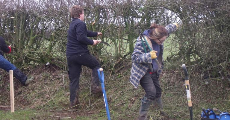 Solway Wetlands apprentices Sophie and Dan become hedgelaying experts