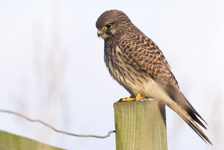 Kestrel