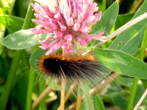 Wooly Bear by Rozanna