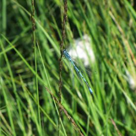 Explore Drumburgh Moss