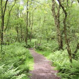 Wildlife spotting at Finglandrigg Wood