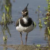 Lapwing