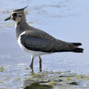 Lapwing