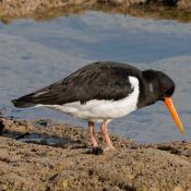 Oystercatcher