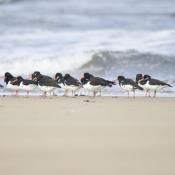 Oystercatcher