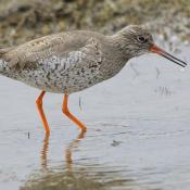 Redshank