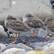 Redshank