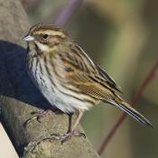 Reed Bunting