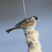 Reed Bunting