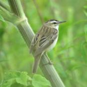 Sedge Warbler