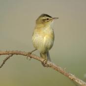 Sedge Warbler