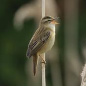 Sedge Warbler