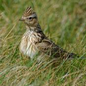 Skylark