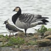 Barnacle Goose