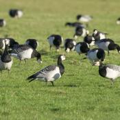 Barnacle Goose