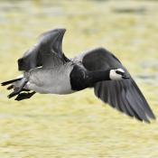 Barnacle Goose