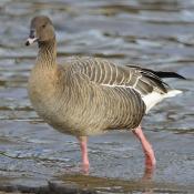 Pink-footed Goose