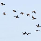 Pink-footed Goose